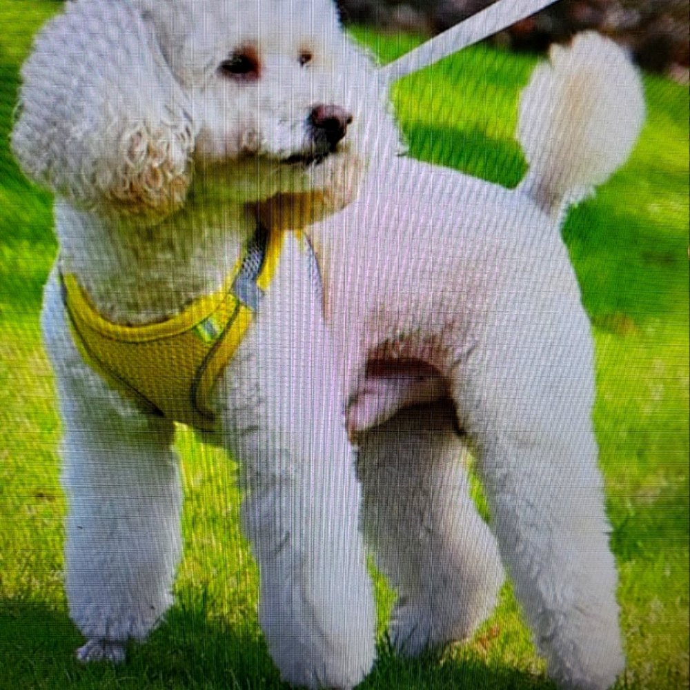 ATTENTION DOG LOVERS! Brand New Harness Set